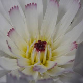 White Daisy with Pink Center