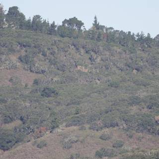 Verdant Hills of Carmel Valley Ranch