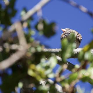 Perched in the Canopy