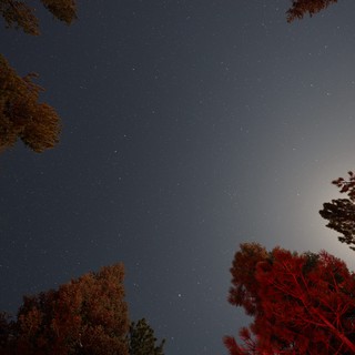 Moonlit Pines Under a Star-Filled Sierra Sky