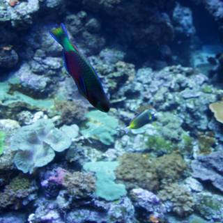 Vivid Aquatic Dance: Coral Reef Fish in Their Natural Abode