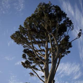 Majestic Eucalyptus - A Stalwart of Nature
