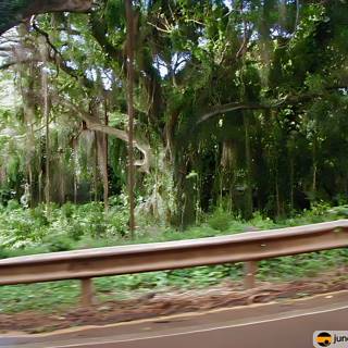Journey through the Rainforest