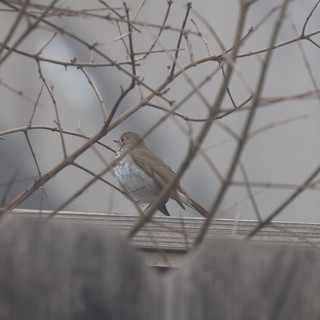 Hermit Thrush Perched Among Winter Branches