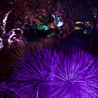 Enchanted Nocturnal Splendor