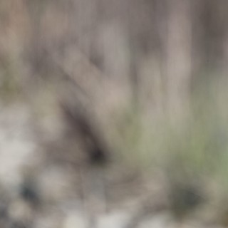 wildlife preserve/wetlands