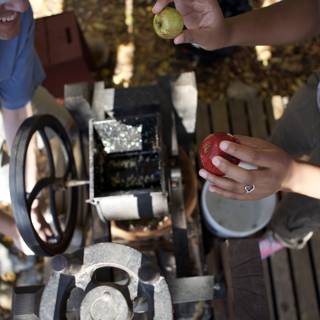 Operating the Fruit Press