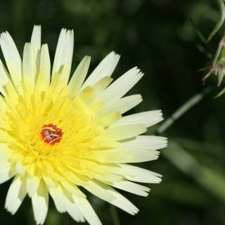 Golden Pollen Daisy
