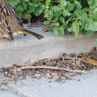 Sparrow Foraging Among Debris at Drakes Beach