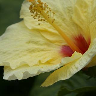 Tropical Radiance: Hibiscus at the Honolulu Zoo