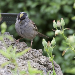 Golden-Crowned Sparrow Perched on Weathered Stone