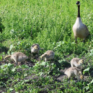 Canada Goose Family Foraging in Spring Wetland