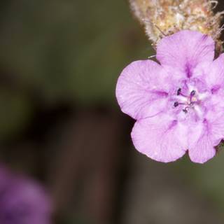 Lone Purple Geranium Blossom
