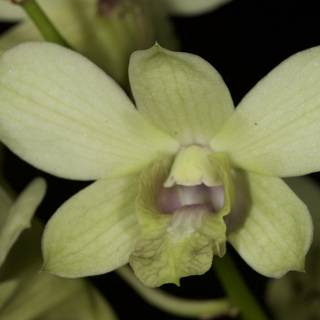 Green Orchid with White Petals