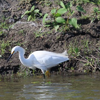 Snowy Egret Foraging in Shallow Wetland Waters