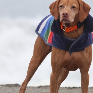 Stoic Vizsla in Rainbow Coat Braves the Beach