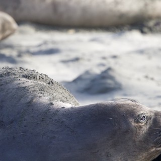 Elephant Seal Resting on Sandy Beach