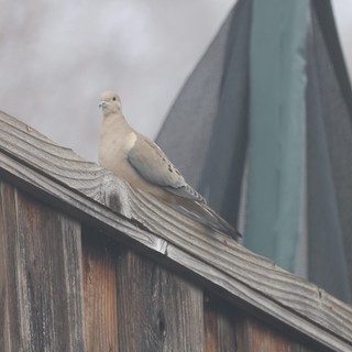Mourning Dove Perched on Weathered Wooden Fence