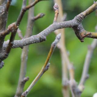 Spring's Promise
