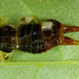 Macro Close-Up of Dark Insect Larva on Leaf