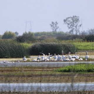 White Pelicans Resting in Yolo Bypass Wetlands