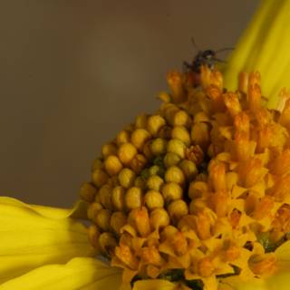 Busy Buzzers on a Yellow Daisy