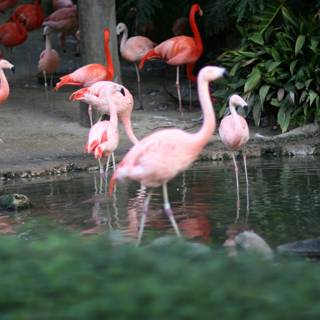 Flock of Flamingos in their Habitat