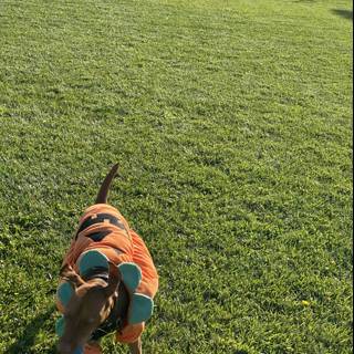 Canine Costume in the Grass