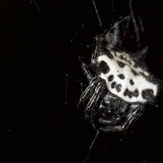Garden Spider in Monochrome