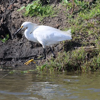 Snowy Egret Foraging in Wetland Shallows