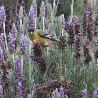 Common Yellowthroat Warbler Among Purple Lavender Blooms