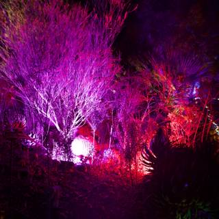 Illuminated Nature