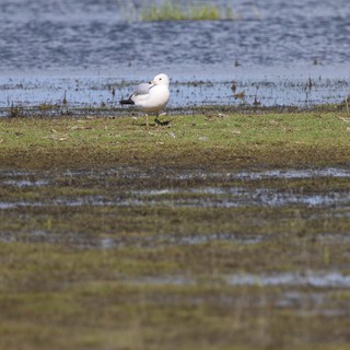 Solitary Seagull on Wetland Shore at Yolo Bypass