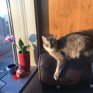 Feline in the Sun