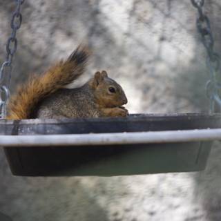Bowl-bound Squirrel
