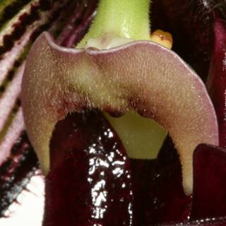 The Open Mouth of an Orchid