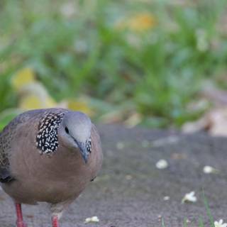 Graceful Gaze: A Spotted Dove at Honolulu Zoo