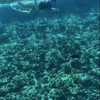 Swimming with the Coral Reef