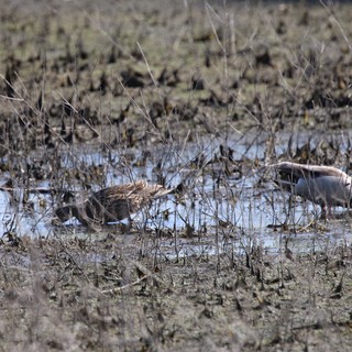Shorebirds Foraging in Mudflat Wetland Habitat
