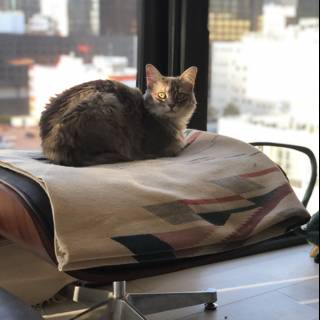 Cozy Cat in a Sunlit Nook