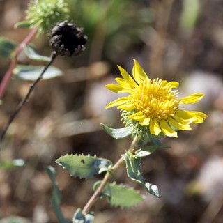 Golden Gumplant Blooms on Mount Diablo Hillside