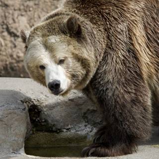 Majestic Brown Bear at SF Zoo, 2024