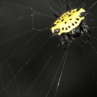 Garden Spider Posing on its Spiderweb