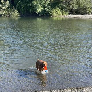 Splish Splash Doggo Fun