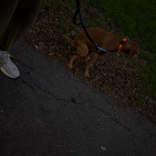 residential neighborhood sidewalk