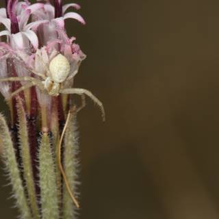 Garden Spider on a Desert Flower