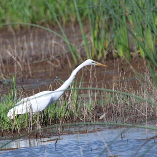 Great Egret Hunting in Wetland Marsh Habitat