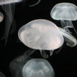 Enchanting Sea Life: Jellyfish in the Aquarium