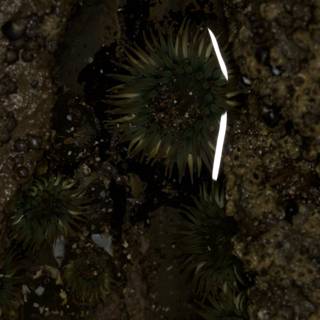 Illuminated Sea Urchin