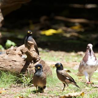 Avian Assembly at Honolulu Zoo